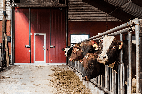 An Agricultural Building with Cows Inside